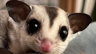 フクロモモンガ ホワイトフェイス (hetクリモザ？ possiアルビノ