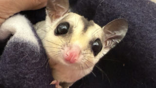 フクロモモンガ ノーマルホワイトフェイスhetクリミノプラチナ 男の子